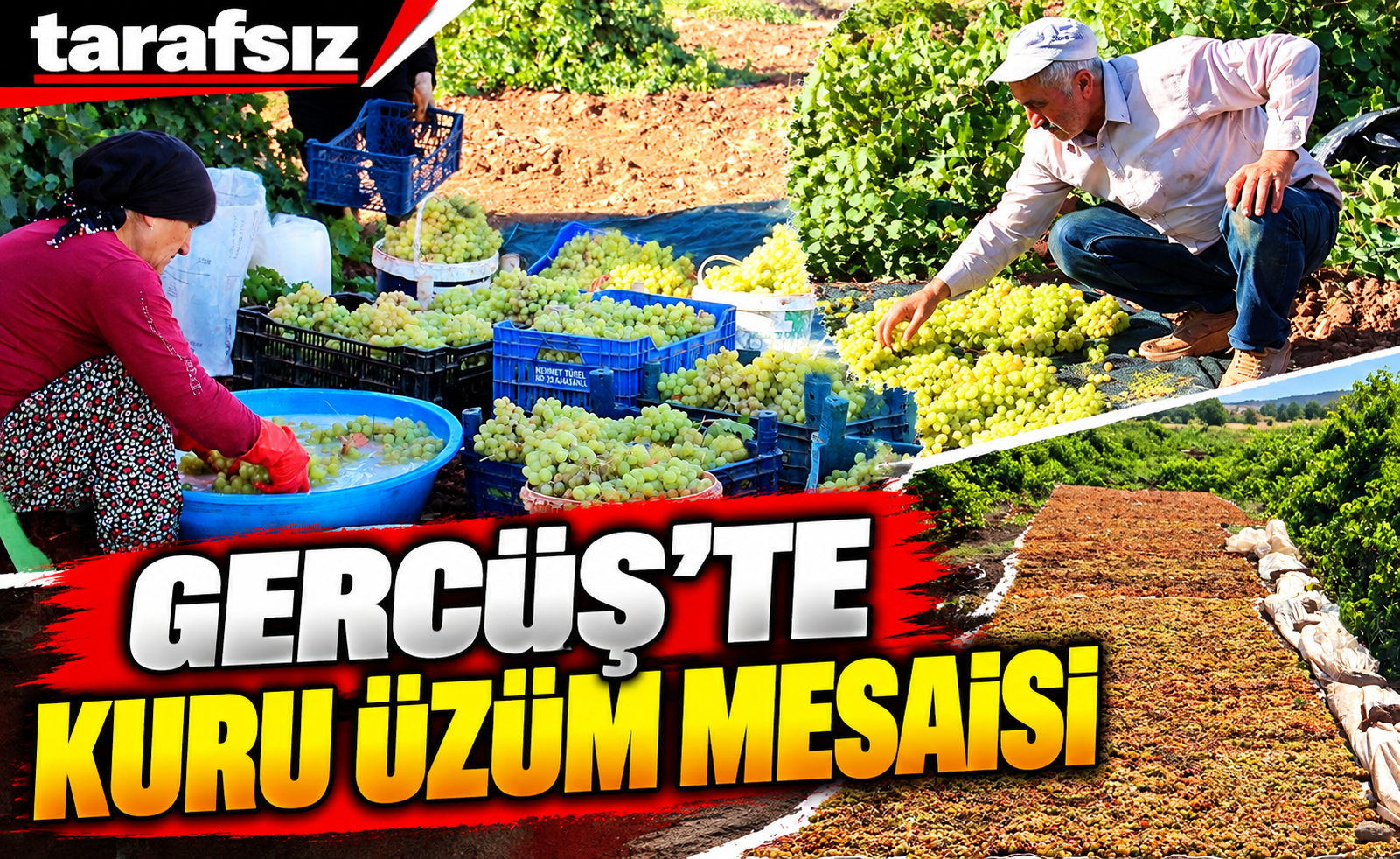 GERCÜŞ’TE KURU ÜZÜM MESAİSİ