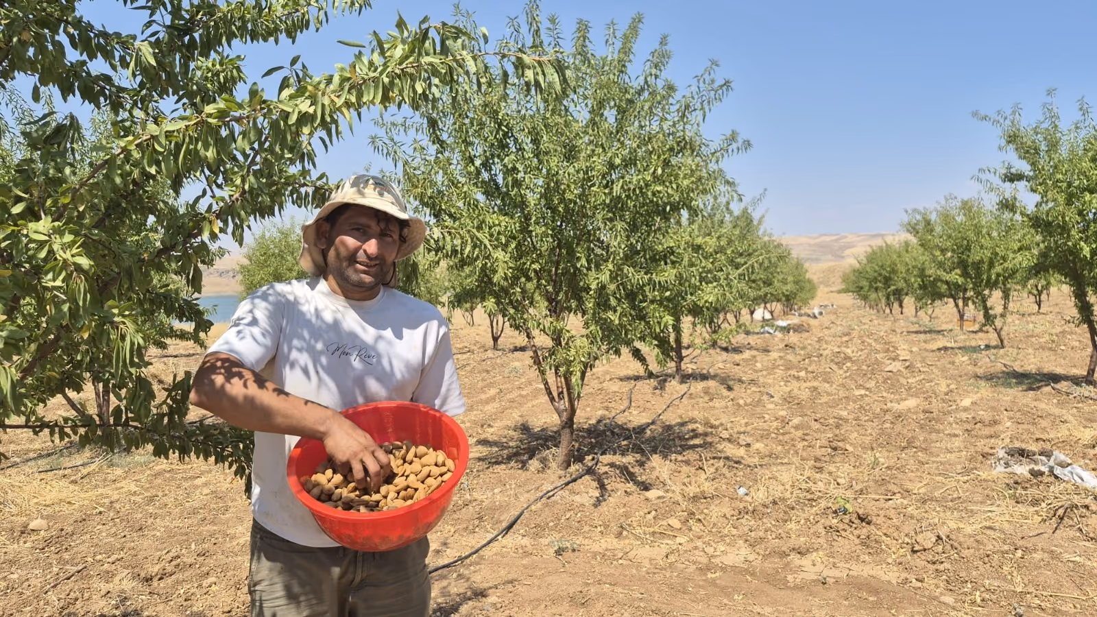 700 BADEM AĞACI ORMAN KÖYLÜSÜNE GELİR KAPISI OLDU (2)