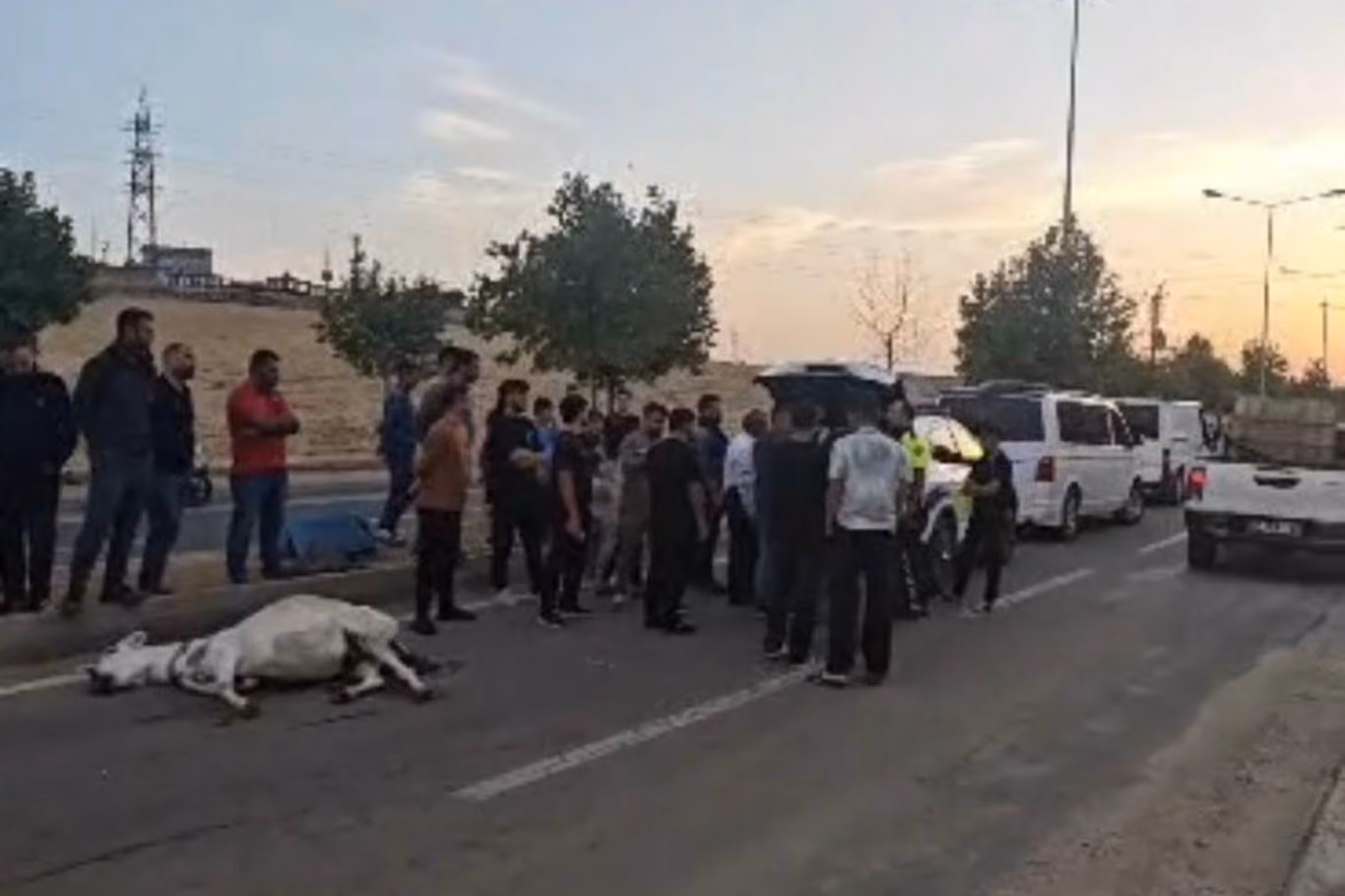 Ticari Aracın Çarptığı Eşek Telef Oldu!