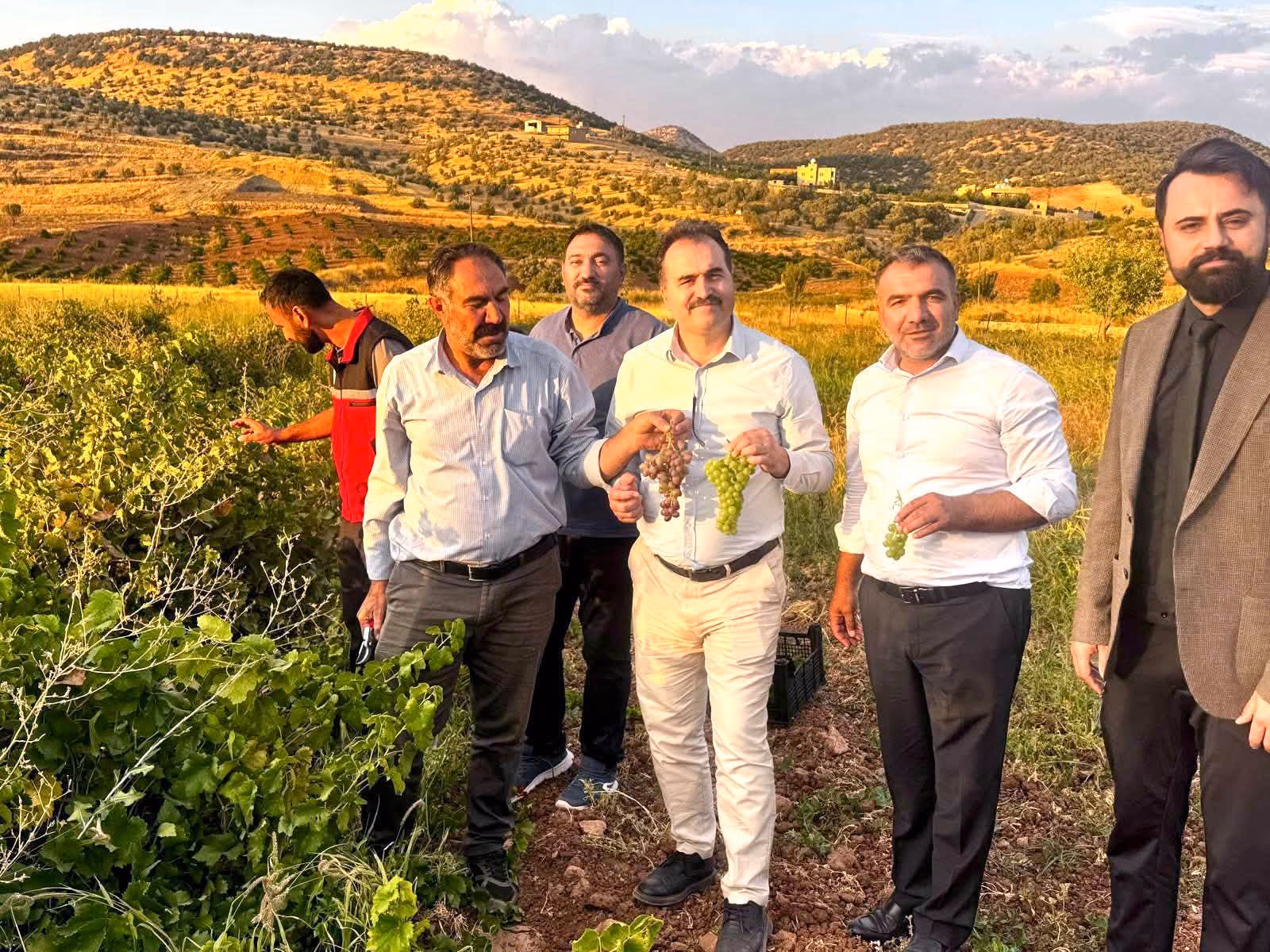 GERCÜŞ’TE BİNETAT KURU ÜZÜM HASADI YAPILDI (3)