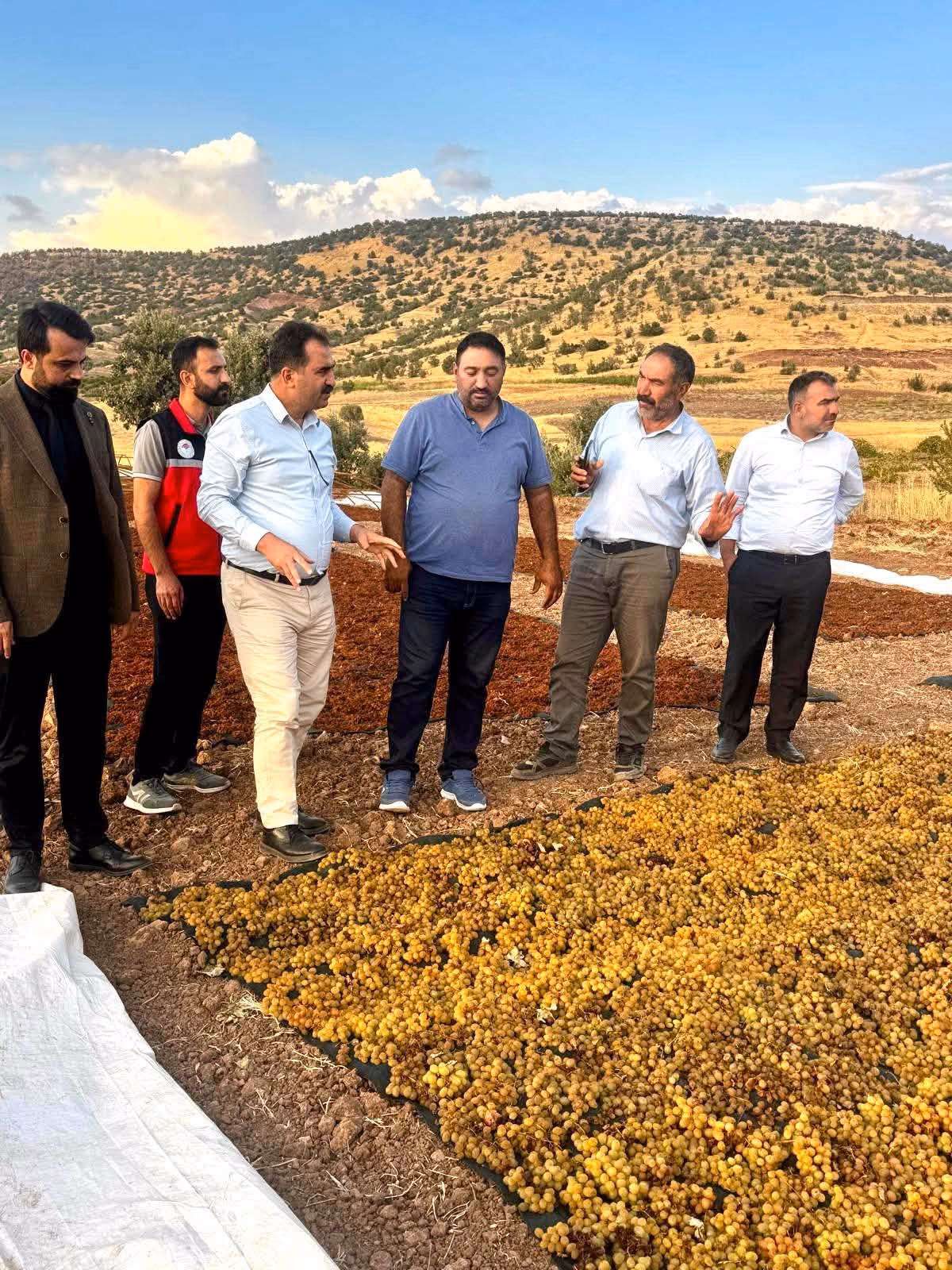 GERCÜŞ’TE BİNETAT KURU ÜZÜM HASADI YAPILDI (3)
