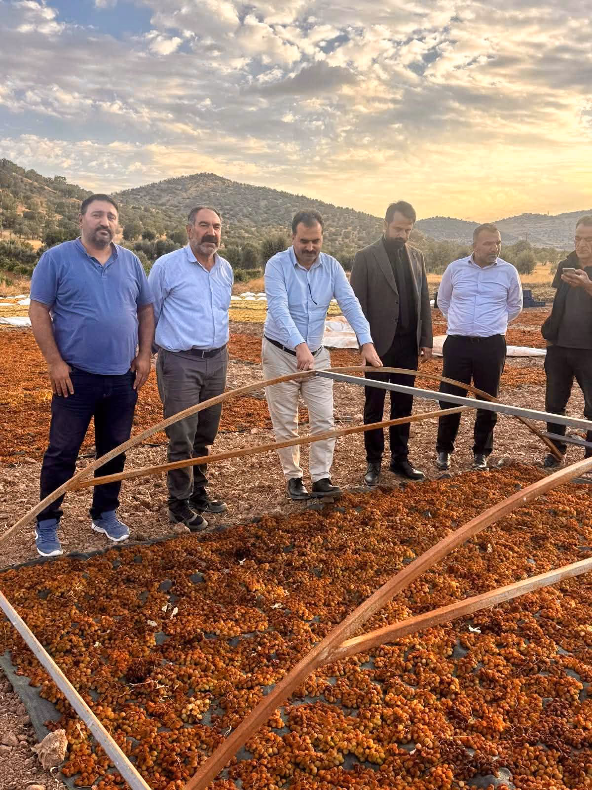 GERCÜŞ’TE BİNETAT KURU ÜZÜM HASADI YAPILDI (3)