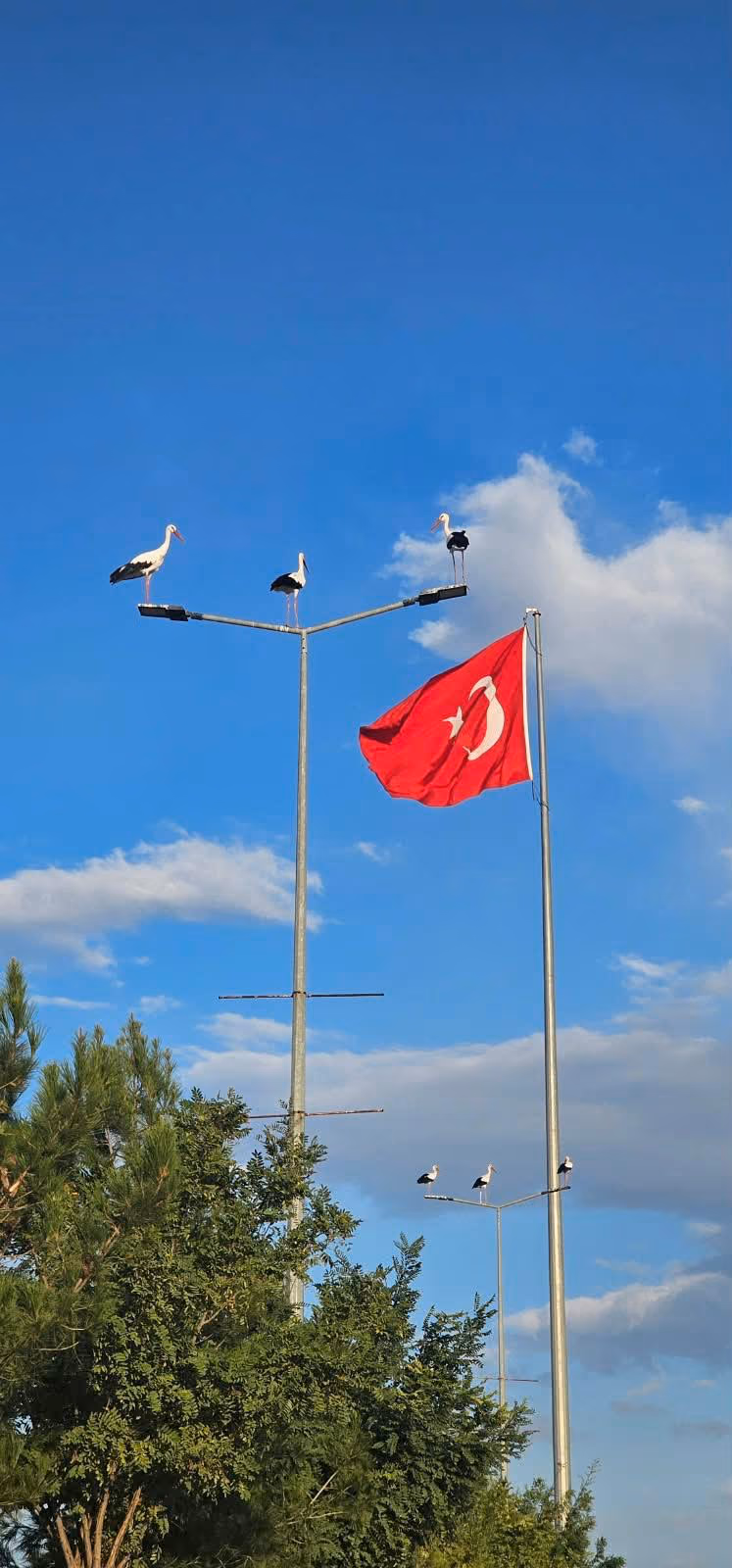 LEYLEKLER BATI RAMAN KAMPÜSÜ’NÜ RENKLENDİRDİ