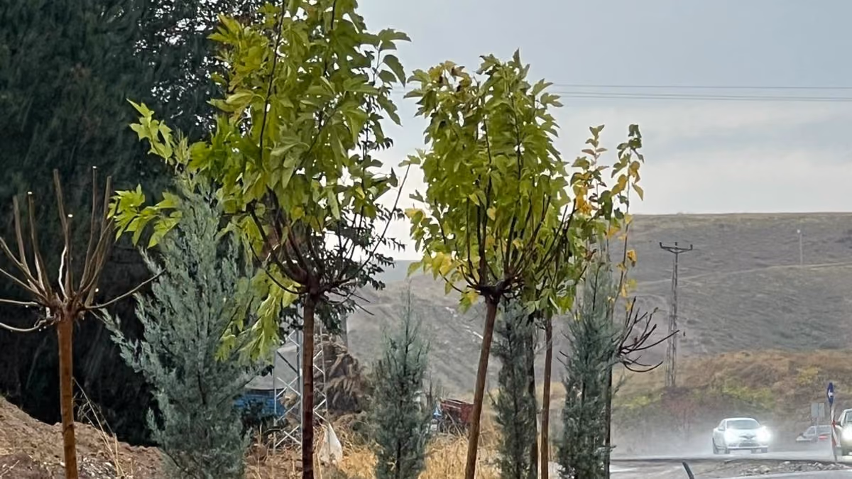 DİKTEPE YOLUNDA YEŞİL KUŞAK ÇALIŞMASI (1)