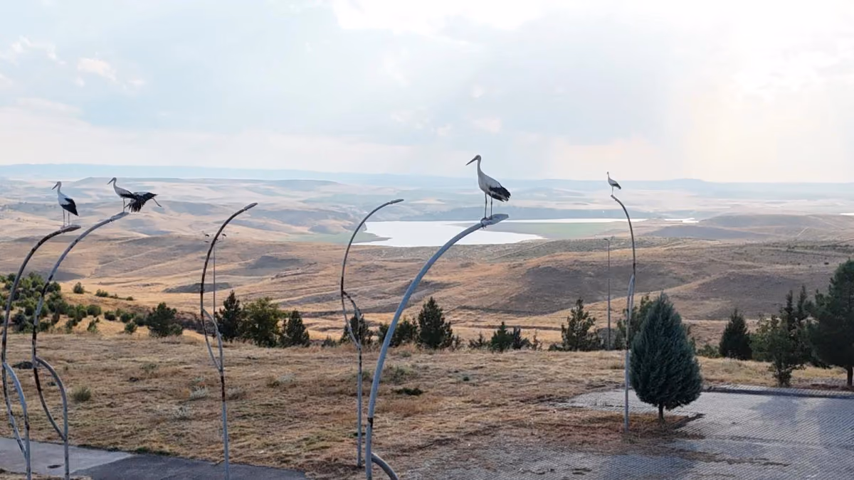 LEYLEKLER BATI RAMAN KAMPÜSÜ’NÜ RENKLENDİRDİ