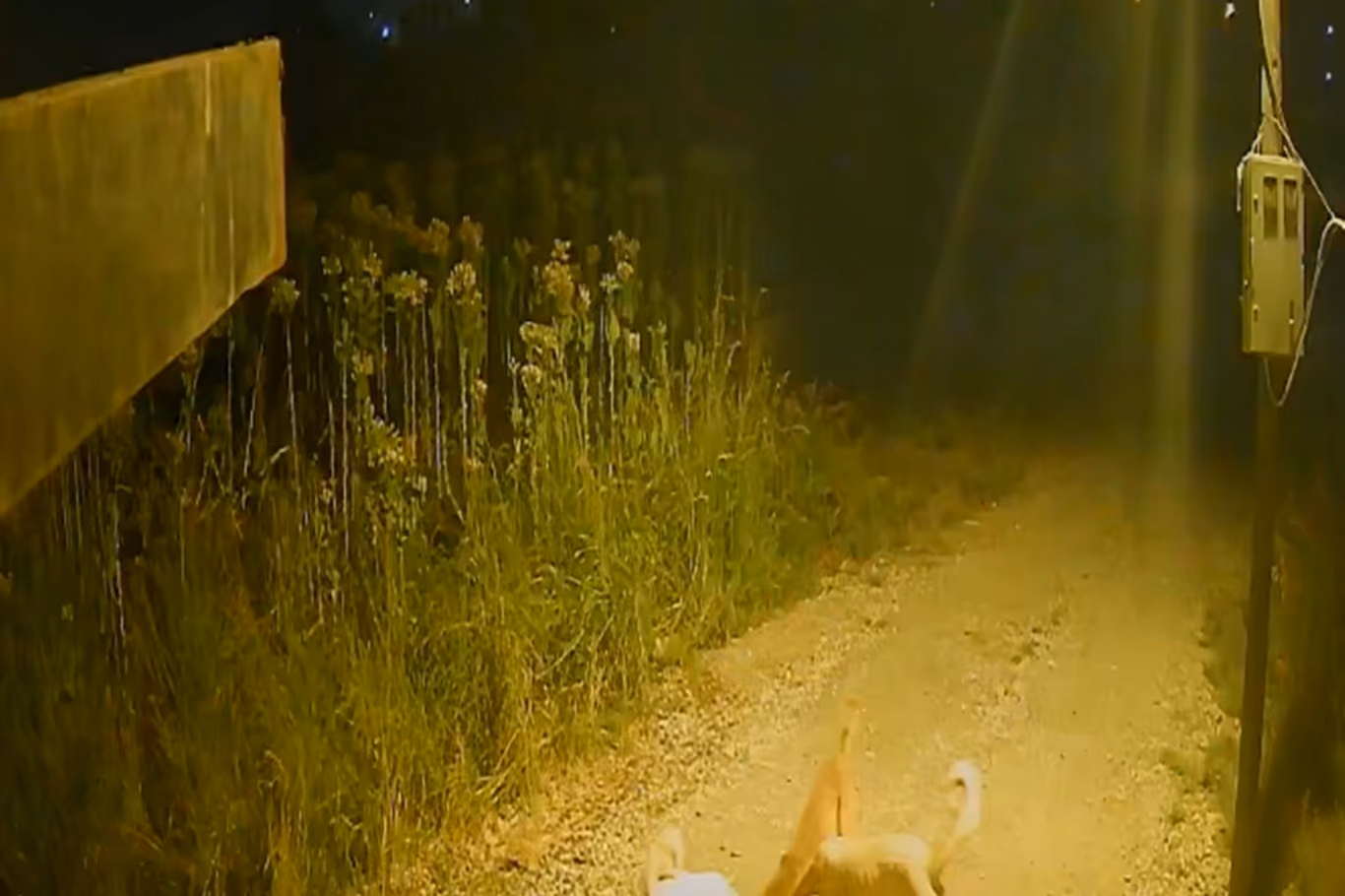 Başıboş Köpekler Kediyi Telef Etti! 3