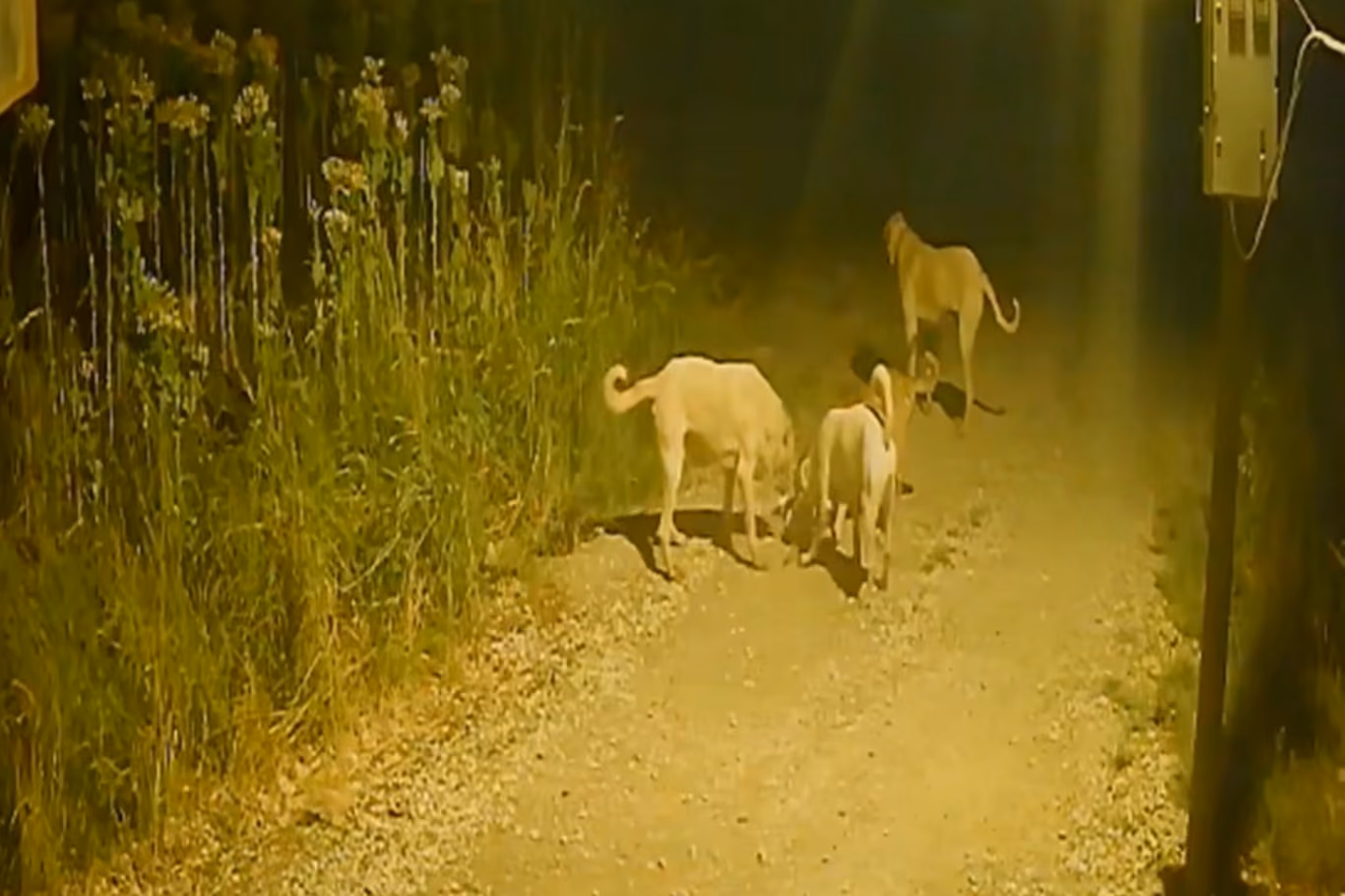 Başıboş Köpekler Kediyi Telef Etti! 2