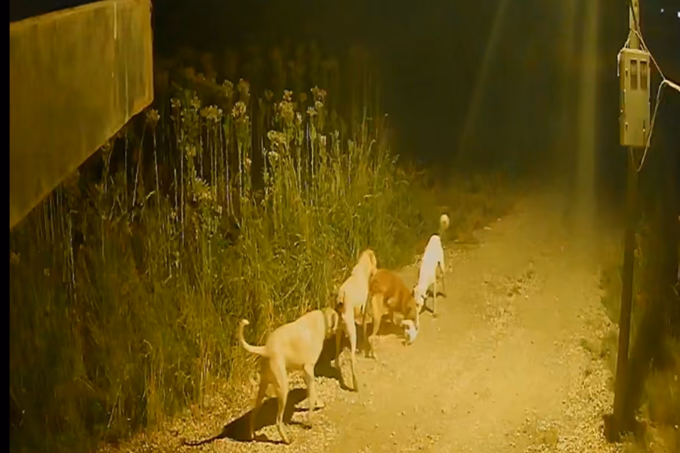 Başıboş Köpekler Kediyi Telef Etti!