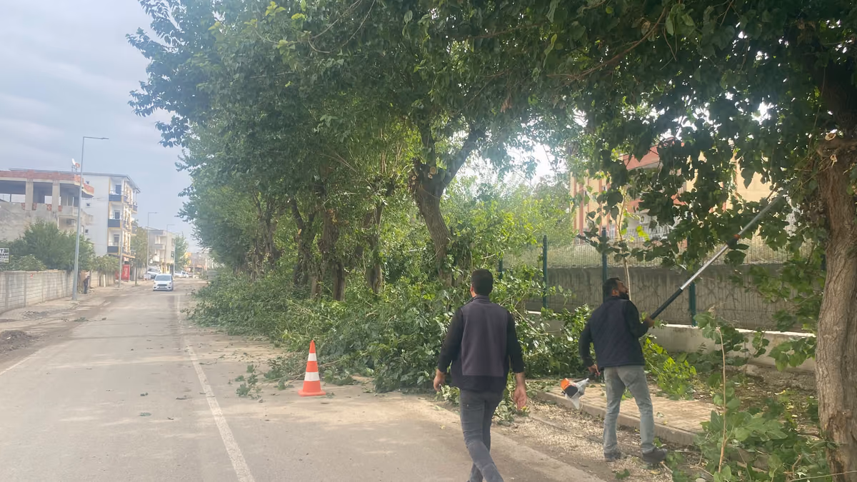226 PARKTA AĞAÇLAR KIŞA HAZIRLANIYOR (3)