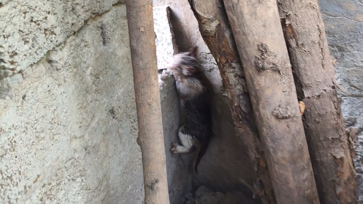BORUYA SIKIŞAN YAVRU KEDİYİ İTFAİYE KURTARDI (1)