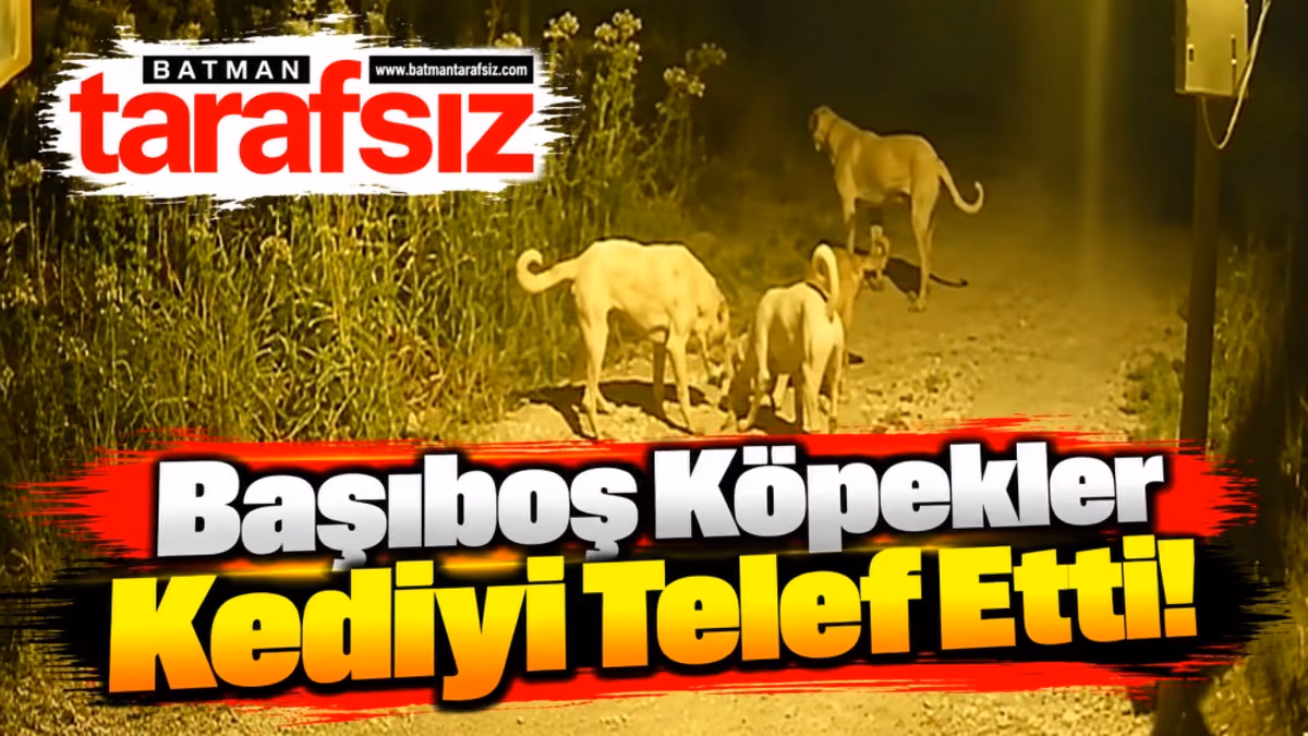 Başıboş Köpekler Kediyi Telef Etti!