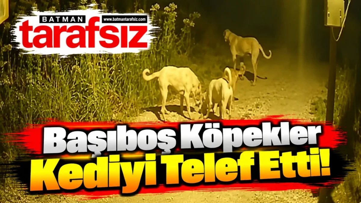 Başıboş Köpekler Kediyi Telef Etti!