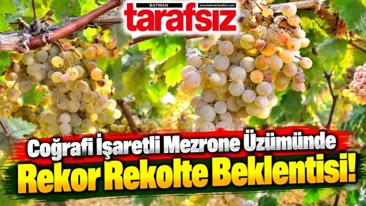Coğrafi İşaretli Mezrone Üzümünde Rekor Rekolte Beklentisi!