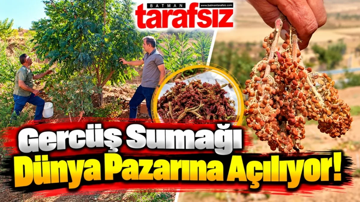 Gercüş Sumağı Dünya Pazarına Açılıyor!