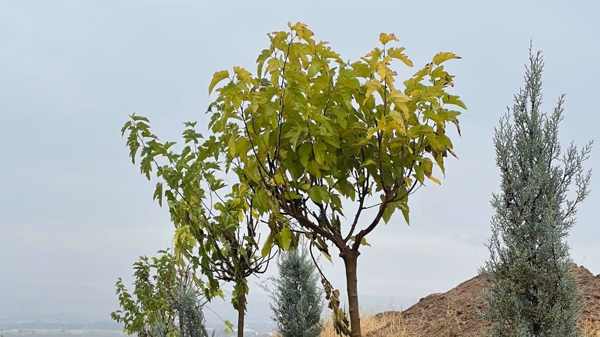 DİKTEPE YOLUNDA YEŞİL KUŞAK ÇALIŞMASI