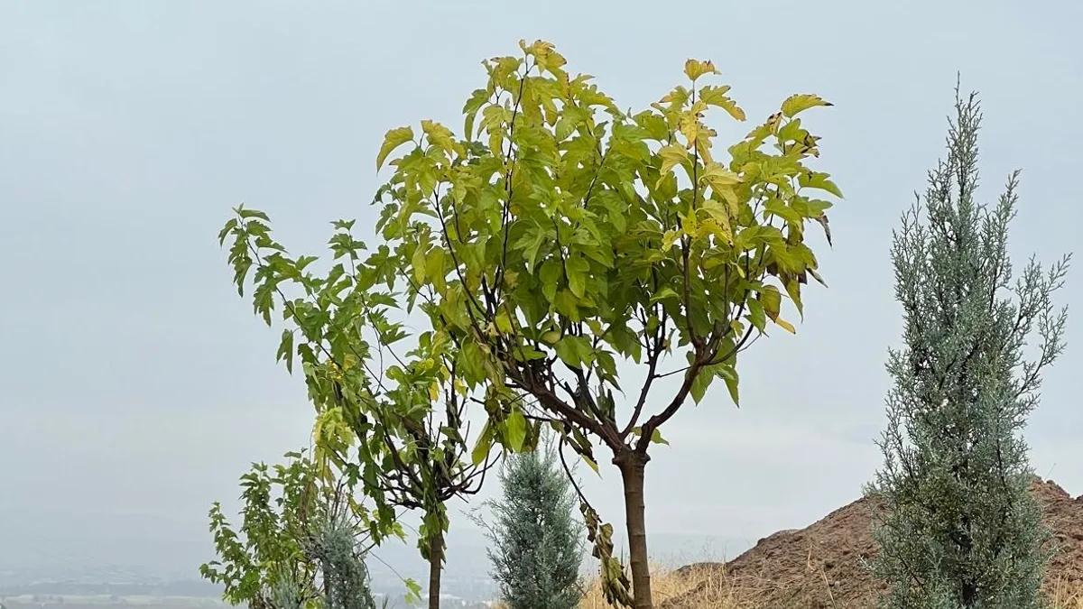 DİKTEPE YOLUNDA YEŞİL KUŞAK ÇALIŞMASI