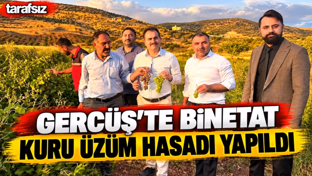 GERCÜŞ’TE BİNETAT KURU ÜZÜM HASADI YAPILDI