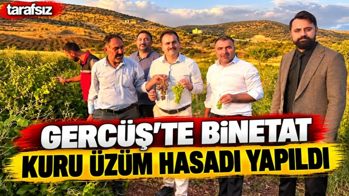 GERCÜŞ’TE BİNETAT KURU ÜZÜM HASADI YAPILDI
