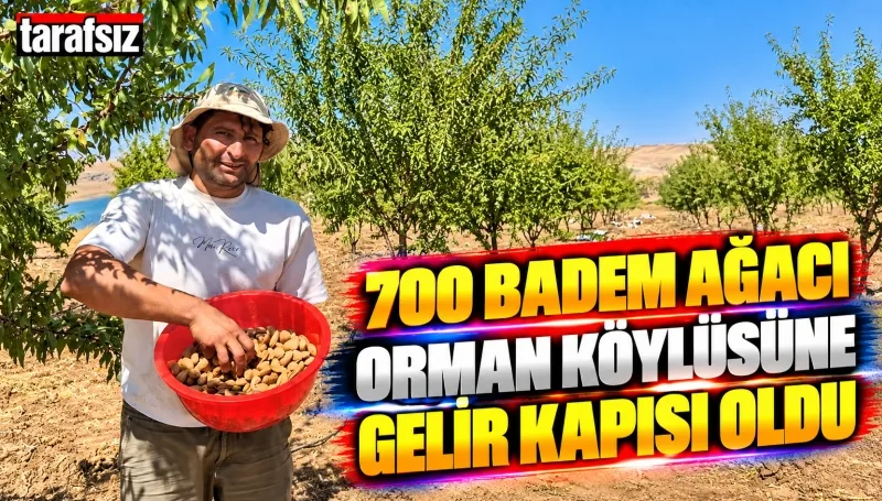 700 BADEM AĞACI ORMAN KÖYLÜSÜNE GELİR KAPISI OLDU