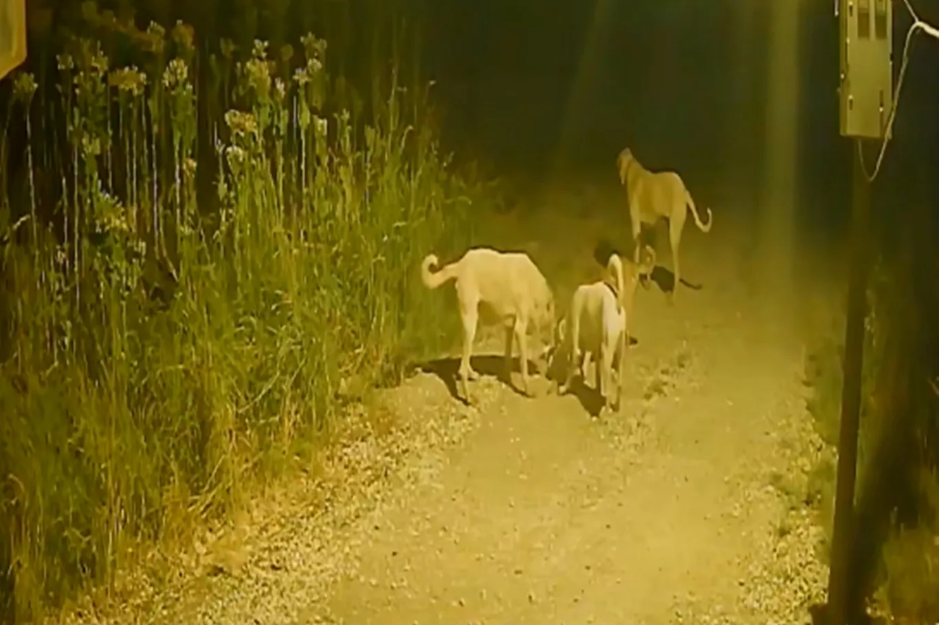 Başıboş Köpekler Kediyi Telef Etti!