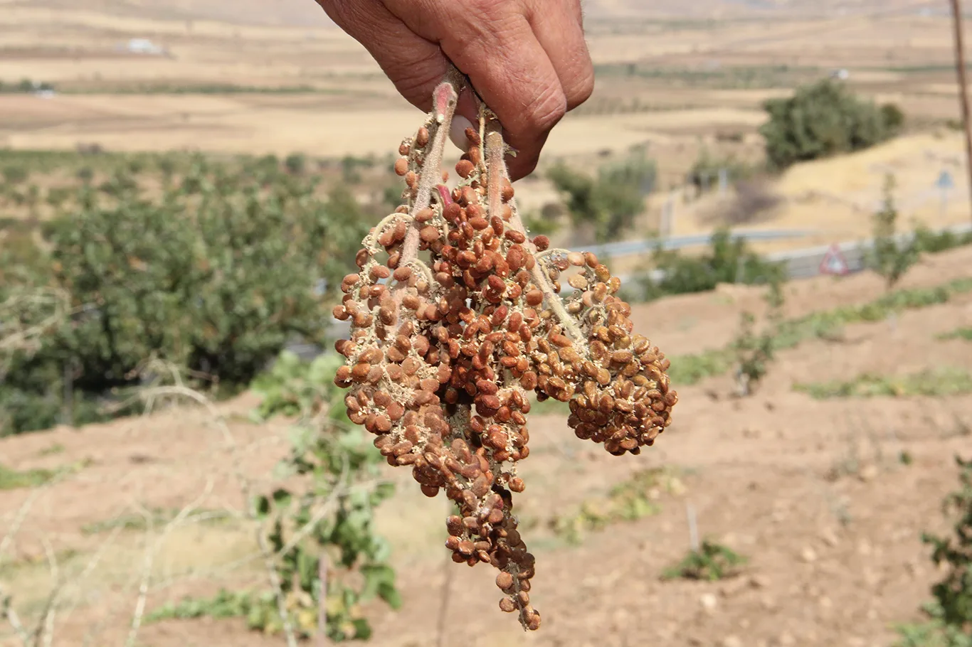 Gercüş Sumağı Dünya Pazarına Açılıyor!