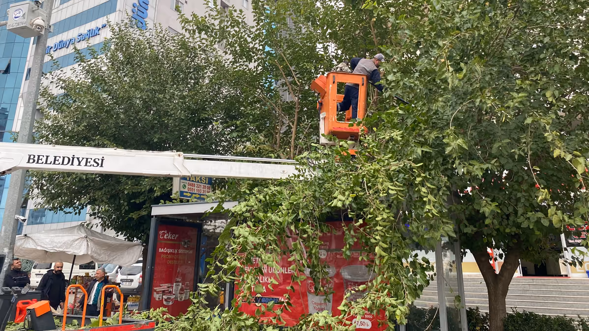 226 PARKTA AĞAÇLAR KIŞA HAZIRLANIYOR