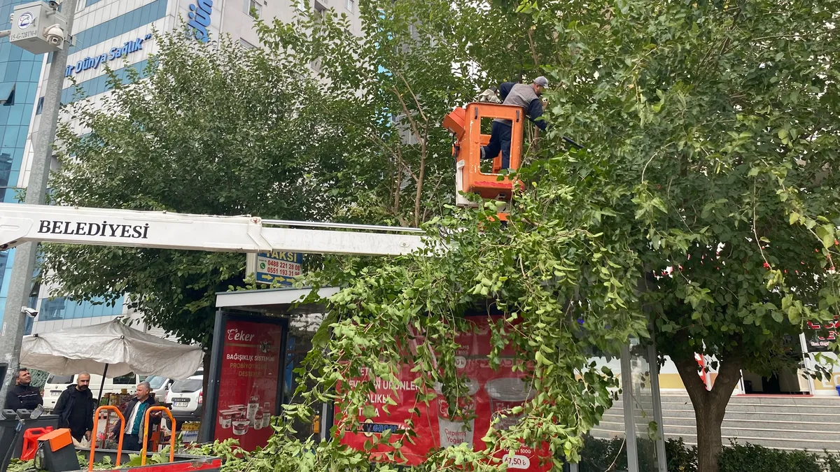 226 PARKTA AĞAÇLAR KIŞA HAZIRLANIYOR