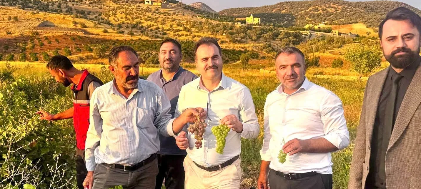 GERCÜŞ’TE BİNETAT KURU ÜZÜM HASADI YAPILDI