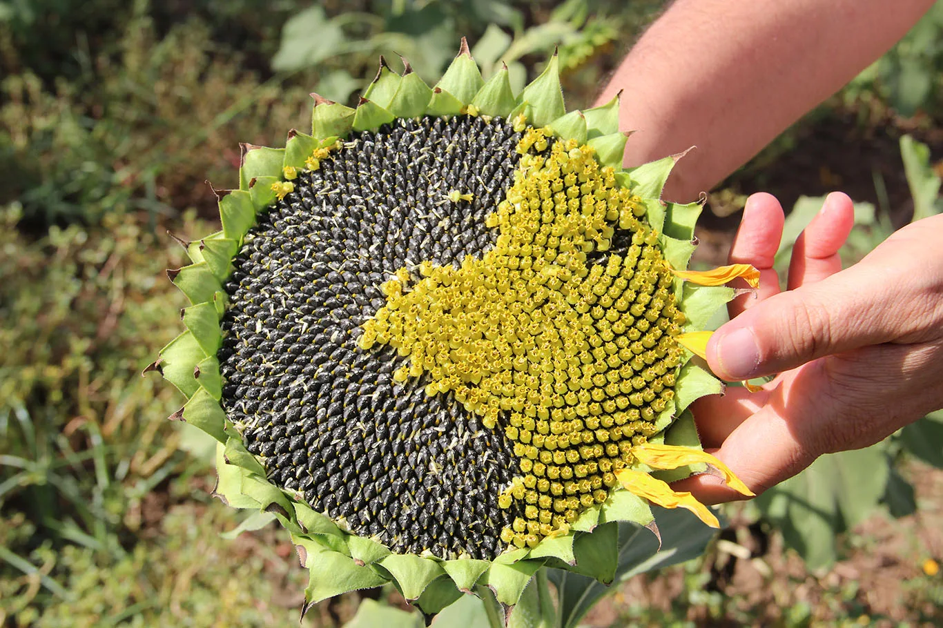 YAĞLIK AYÇİÇEĞİ ÜRETİMİ YAYGINLAŞTIRILACAK