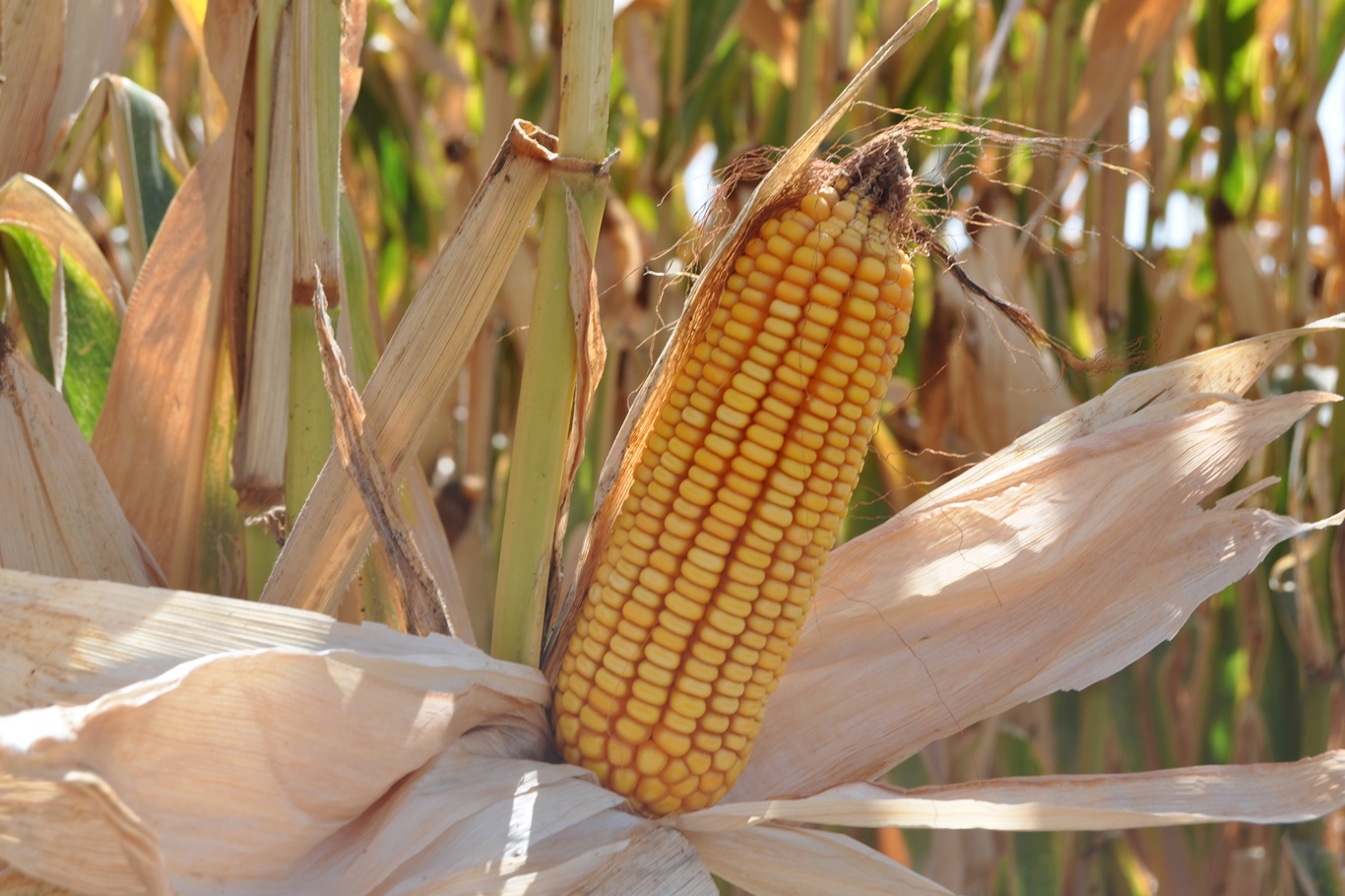 MISIR HASADINA BAŞLAYAN ÇİFTÇİLER VERİMDEN MEMNUN, FİYATTAN ENDİŞELİ