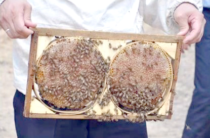 BAL ÜRETİMİNDE REKOLTE DÜŞTÜ