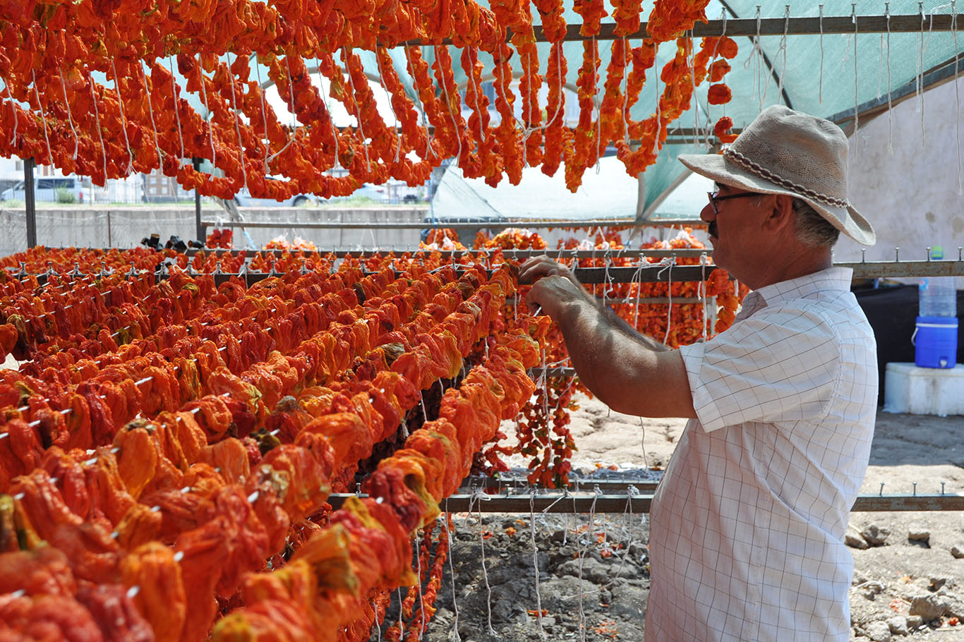 KURUTMALIKLAR 45 DERECEYE YAKLAŞAN SICAKTA HAZIRLANIYOR