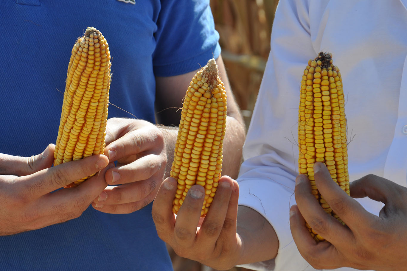 MISIRDA 90 BİN TON REKOLTE BEKLENİYOR