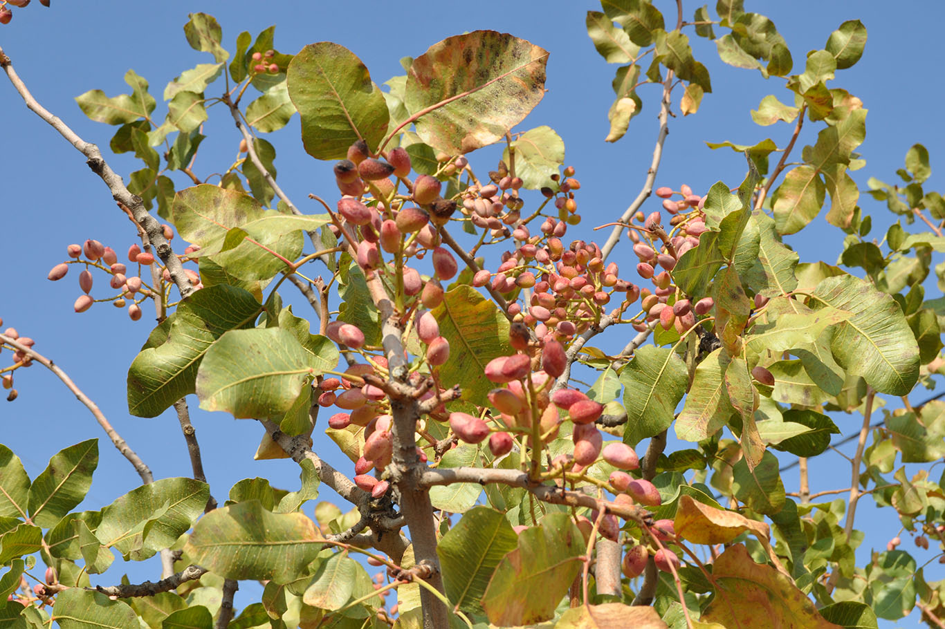 FISTIK HASADI BAŞLADI, ÜRETİCİ VERİM AZLIĞINDA ŞİKAYETÇİ!