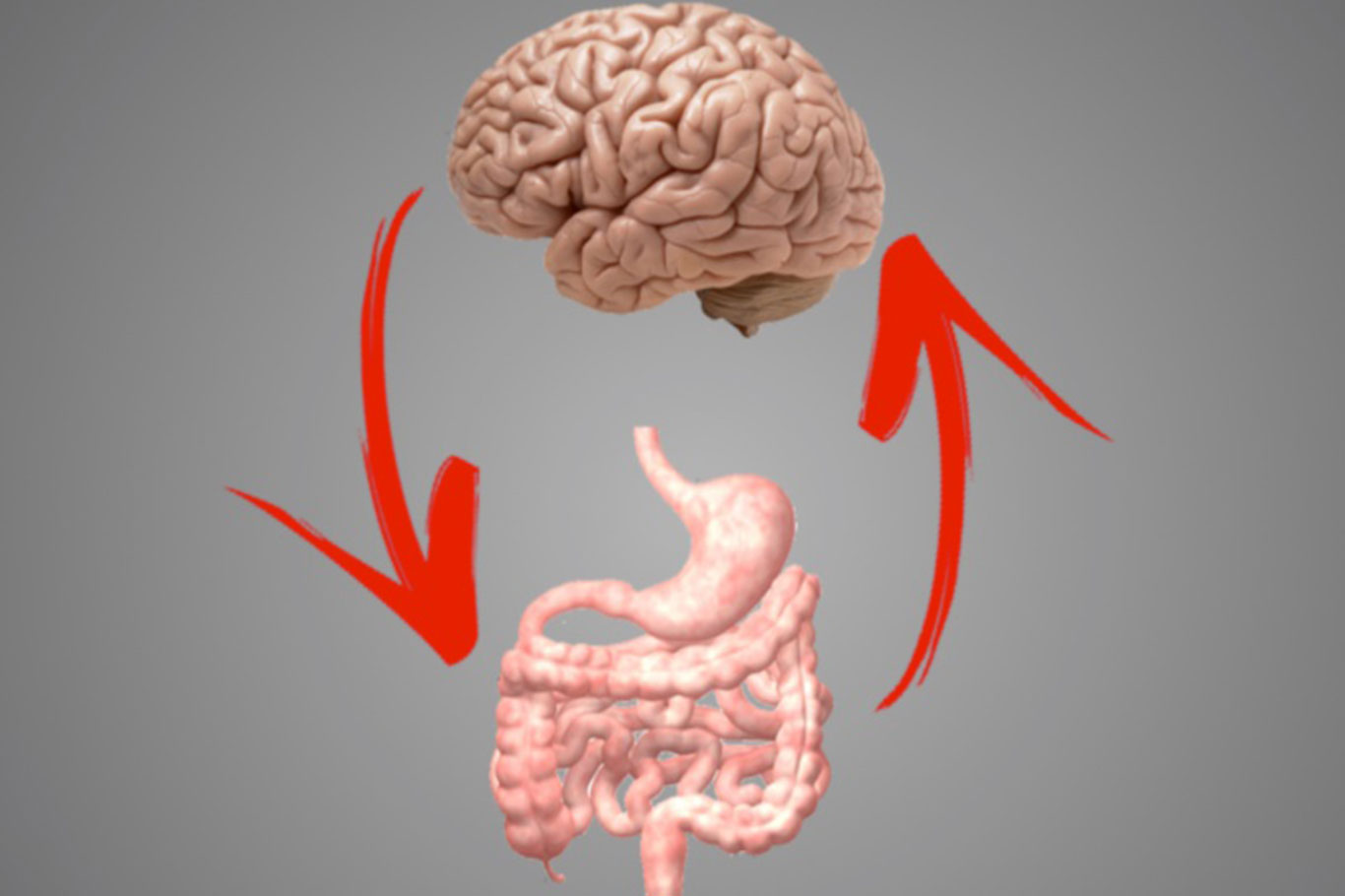BAĞIRSAKLAR İLE BEYİN ARASINDA NASIL BİR İLİŞKİ VAR?