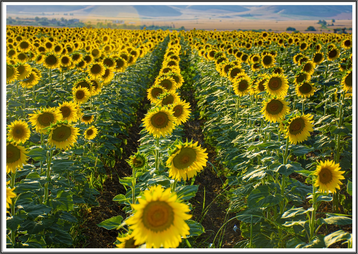 AYÇİÇEK TARLALARI KARTPOSTALLIK GÖRÜNTÜLER SUNUYOR