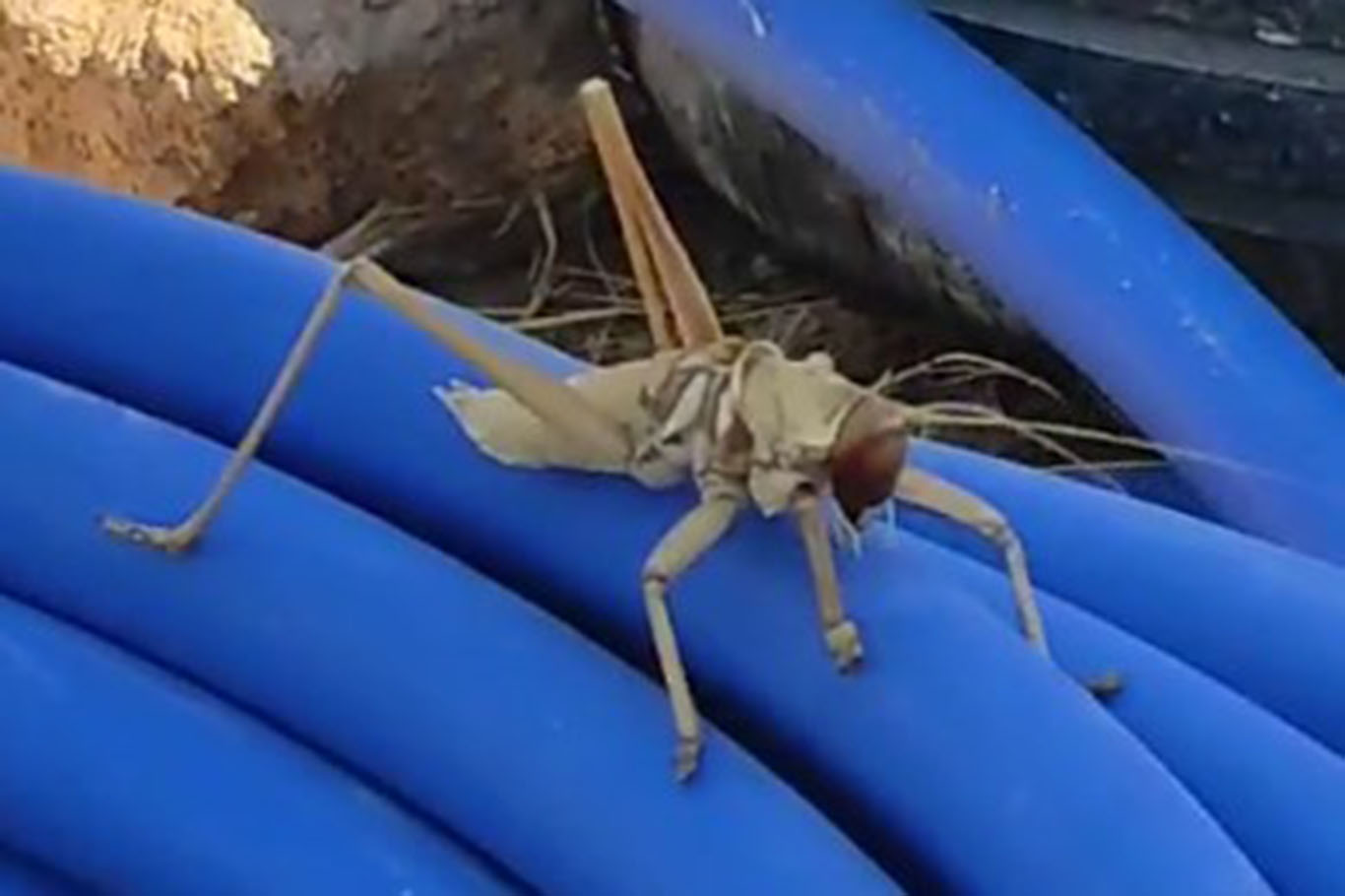 BATMAN’DA 20 SANTİMETRELİK ETÇİL ÇEKİRGE GÖRÜNTÜLENDİ