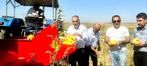 ÇEREZLİK KABAK HASADI BAŞLADI