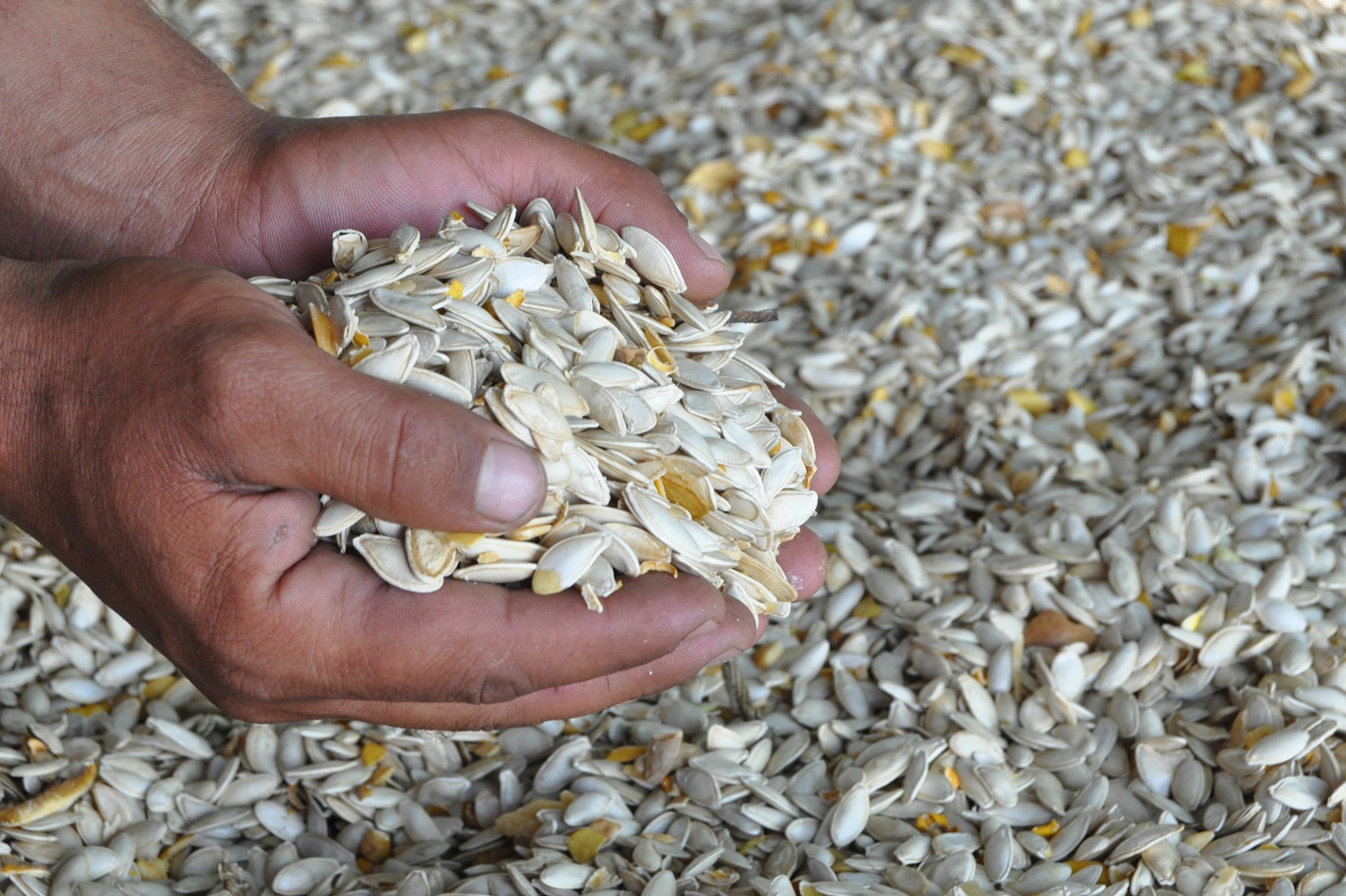 İLK KEZ ÇEREZLİK KABAK ÇEKİRDEĞİ EKEN ÇİFTÇİNİN YÜZÜ GÜLDÜ