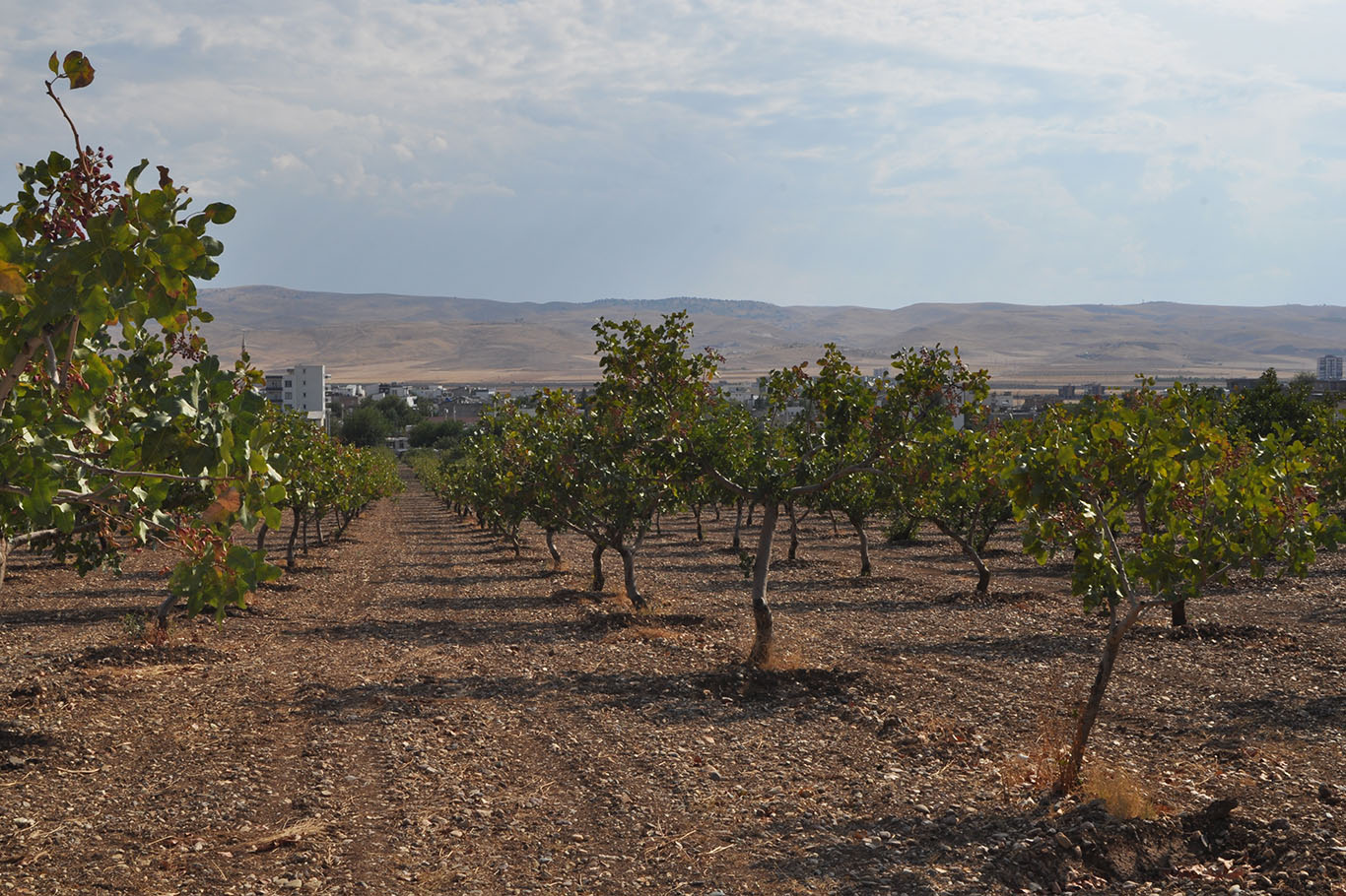 FISTIKTA 3 BİN TONU AŞKIN REKOLTE BEKLENİYOR