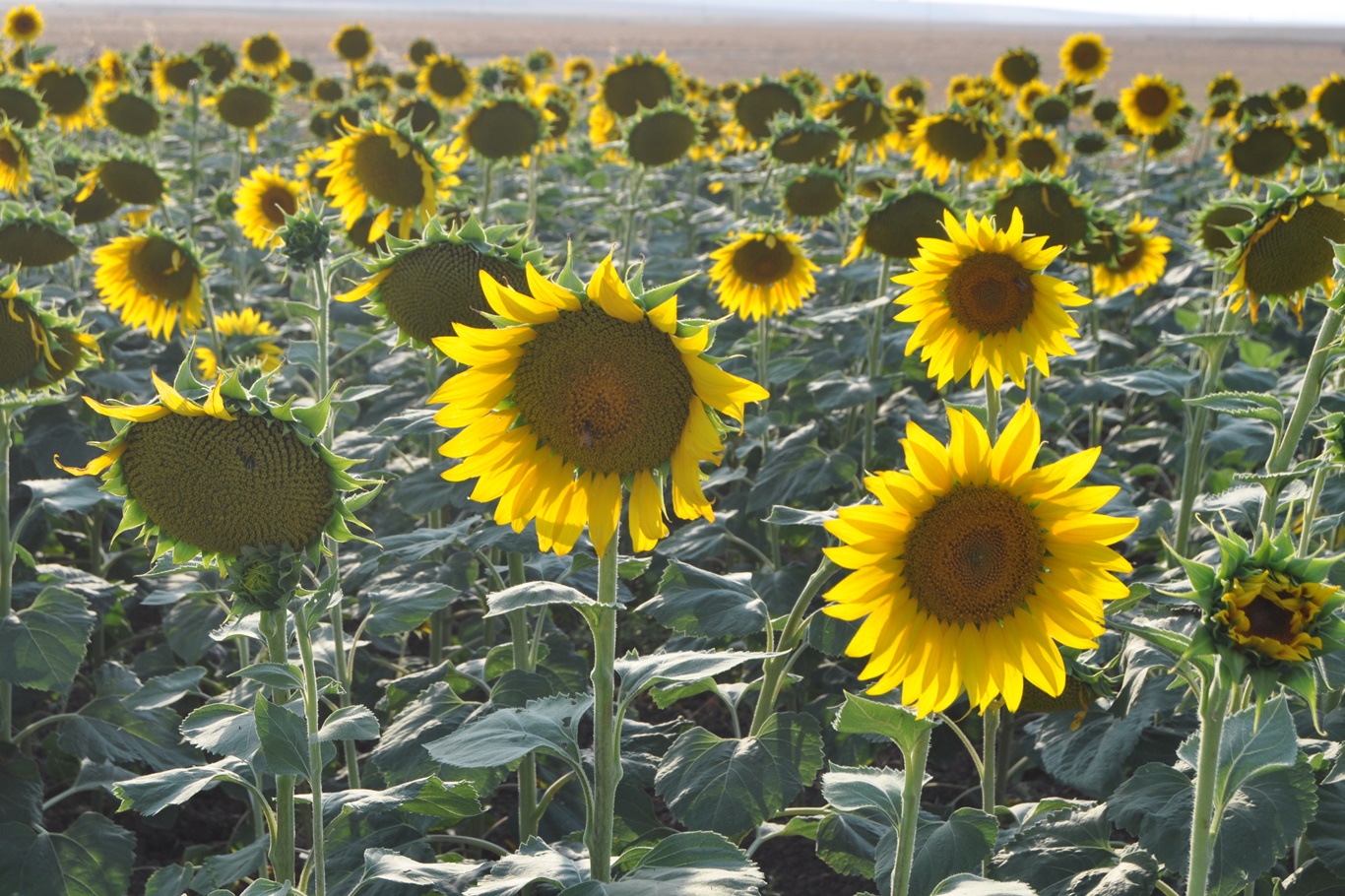 YAĞLIK AYÇİÇEĞİ EKİMİ YAYGINLAŞIYOR