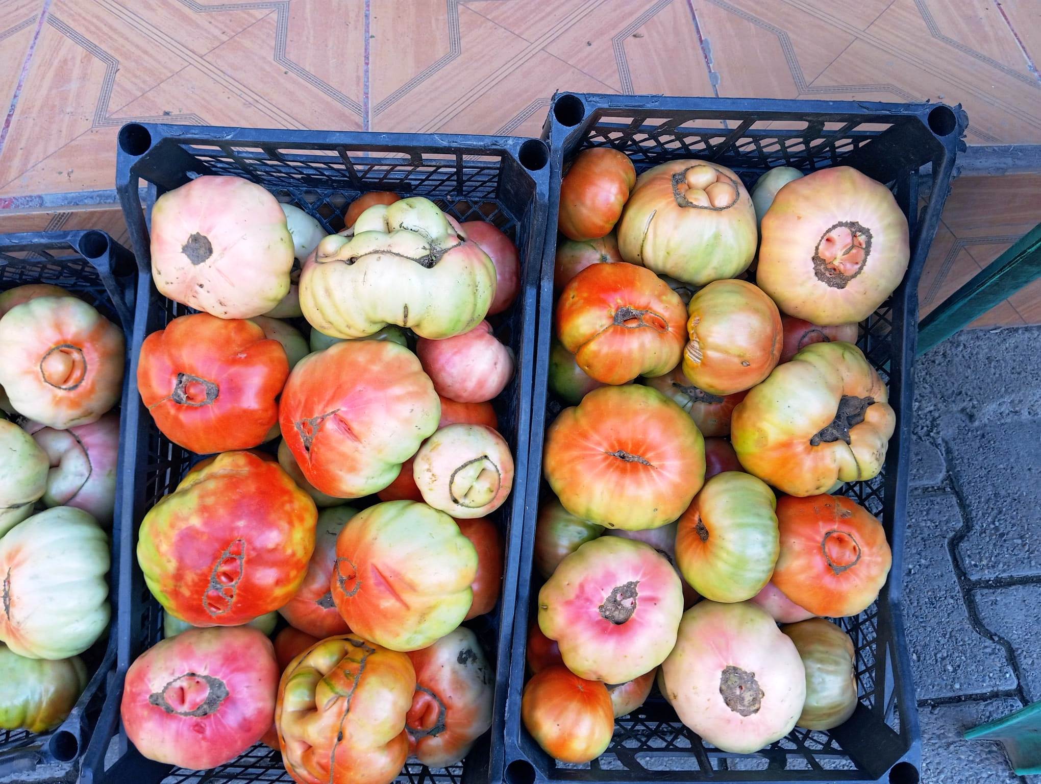 DEV SASON DOMATESLERİ BÜYÜKLÜKLERİYLE DİKKAT ÇEKİYOR