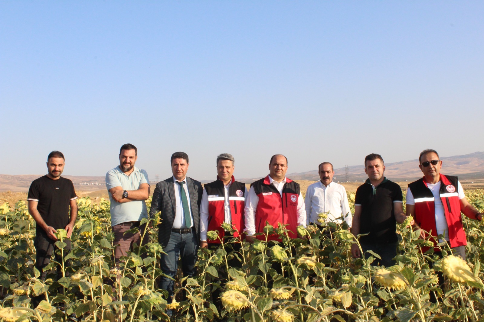 AYÇİÇEĞİ ÜRETİM ALANLARI İNCELENDİ