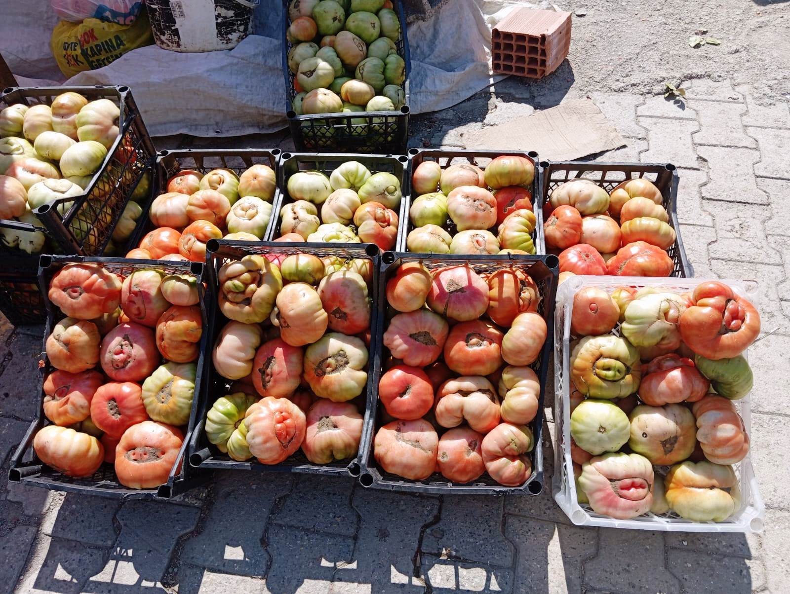 KÖY DOMATESİ PAZARIN YENİ GÖZDESİ OLDU