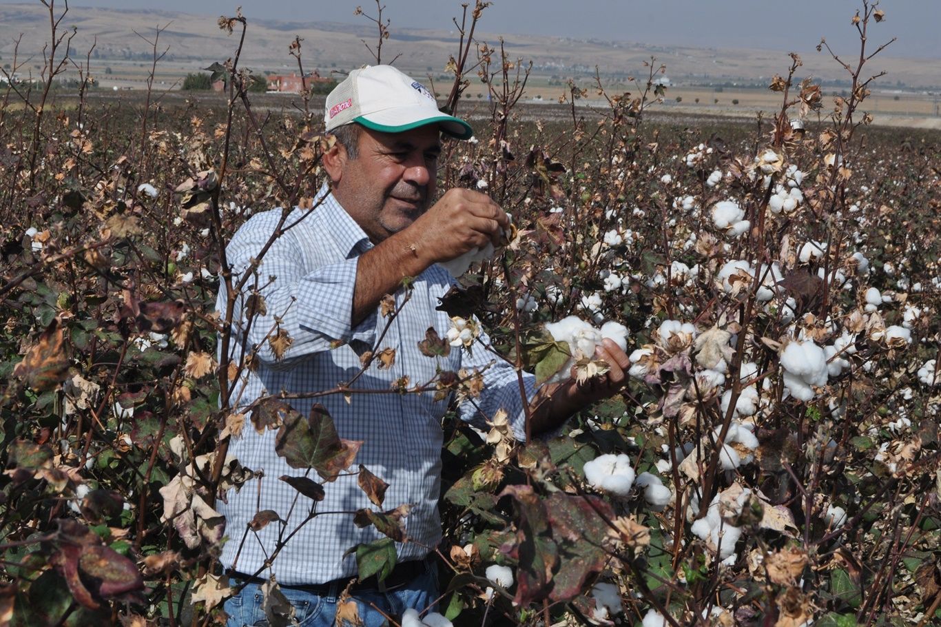 PAMUK ÜRETİCİLERİ FİYATLARDAN ŞİKAYETÇİ: “KALİTE İYİ, FİYAT DÜŞÜK”
