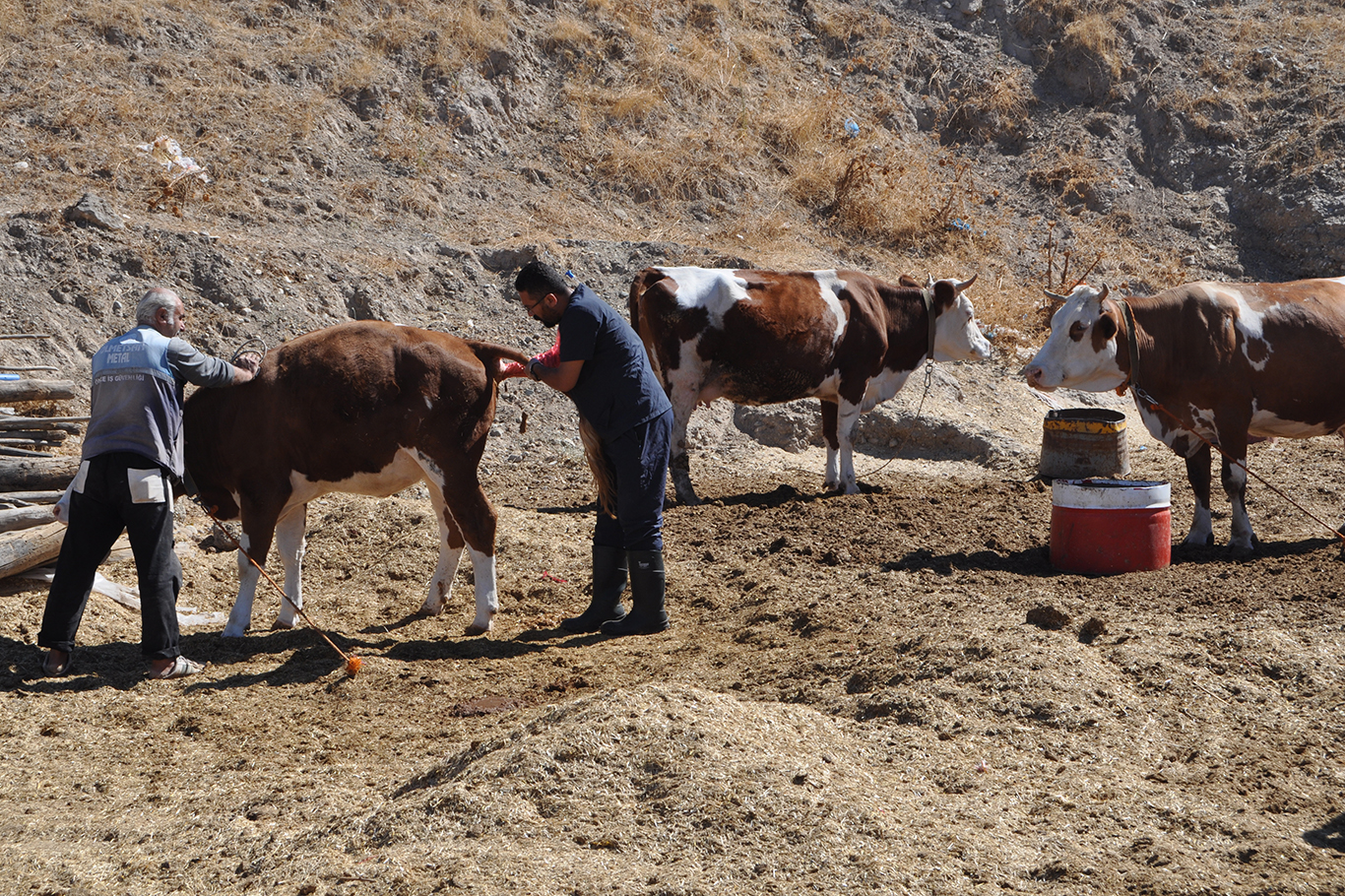 YAMAÇ: AŞI, HAYVANLARI HASTALIKLARA KARŞI KORUR