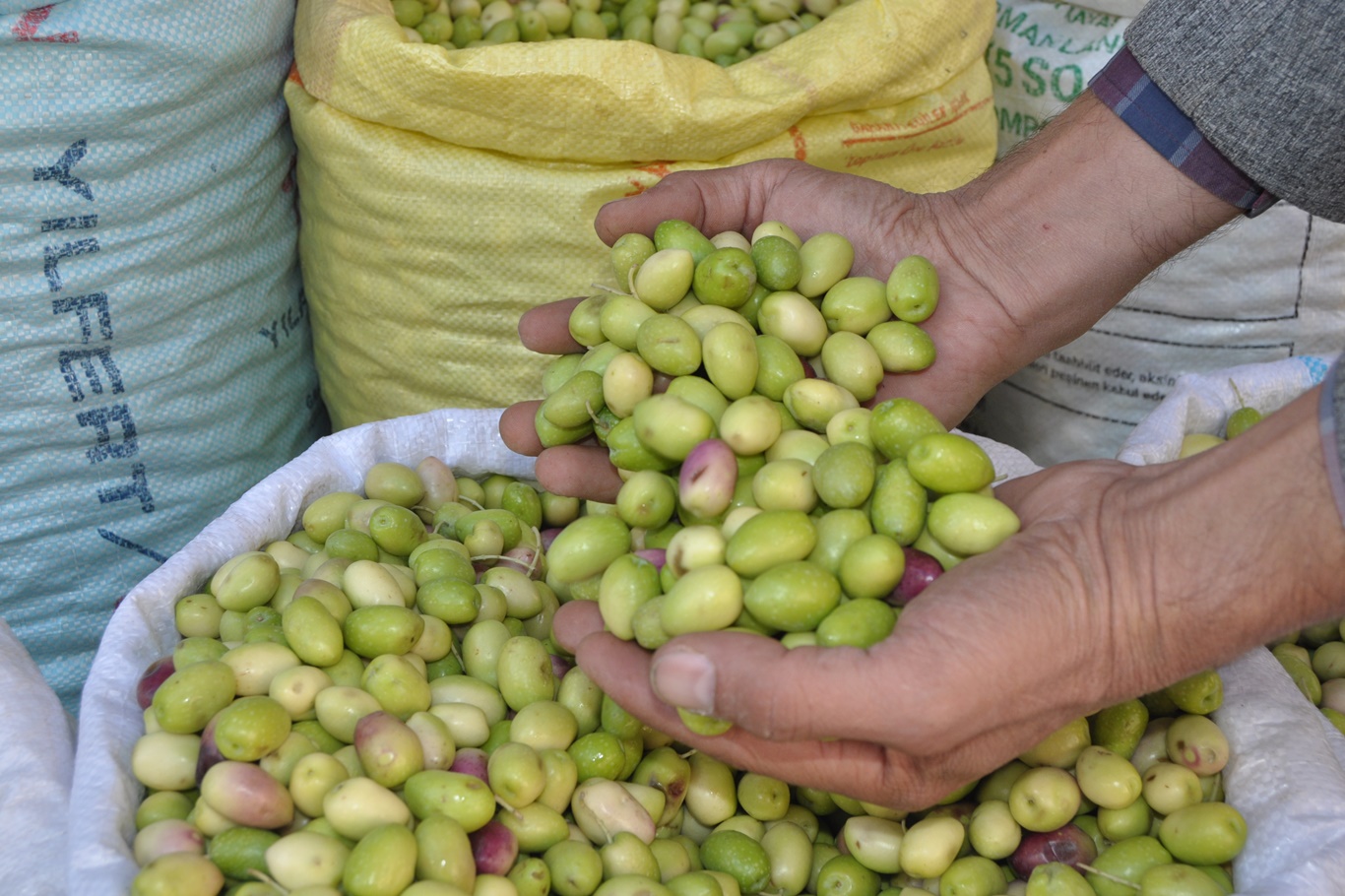 YEŞİL ZEYTİNE RAĞBET ARTIYOR