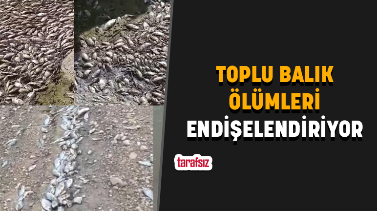 TOPLU BALIK ÖLÜMLERİ ENDİŞELENDİRİYOR