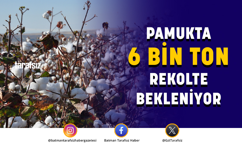 PAMUKTA 6 BİN TON REKOLTE BEKLENİYOR