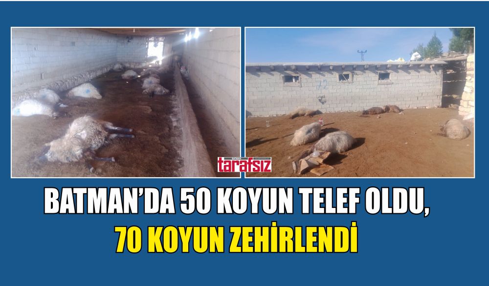 50 KOYUN TELEF OLDU, 70 KOYUN ZEHİRLENDİ